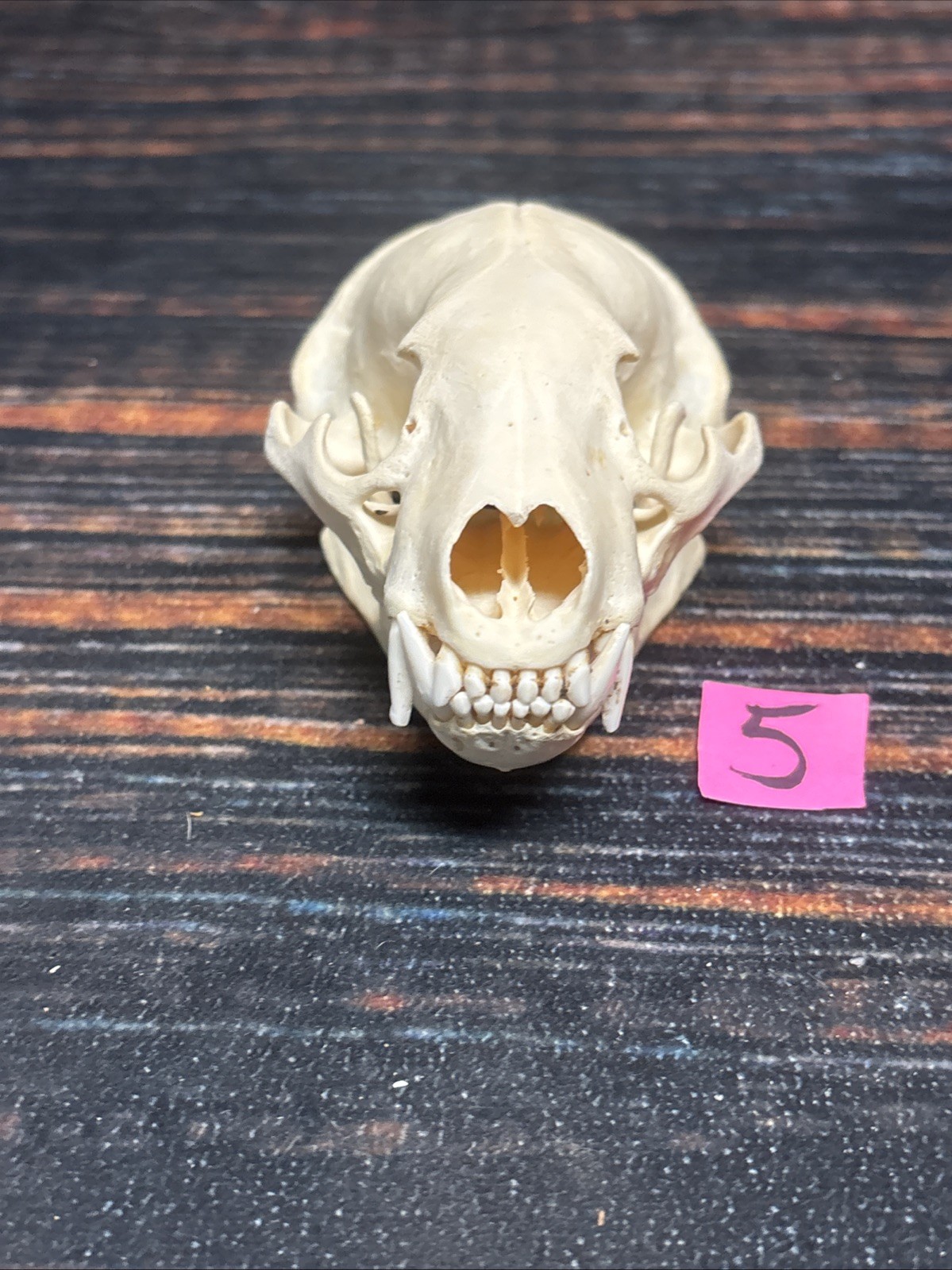 Real XL Badger Skull Unique Gift Halloween Craft Animal Mount Art Model Head Odd