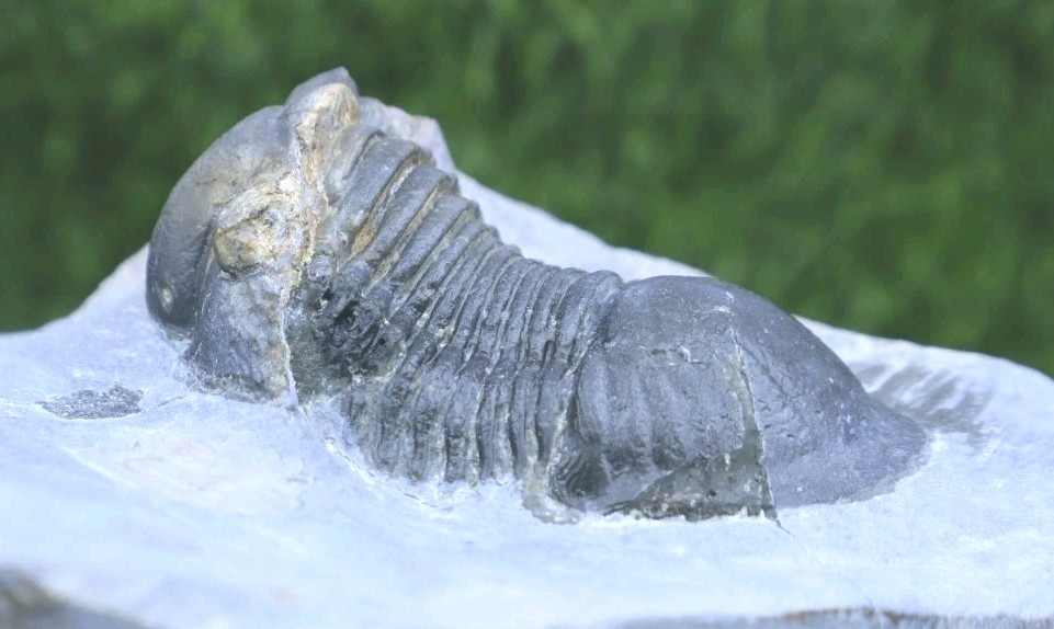 Trilobite Paralejurus trilobite fossil Devonian trilobite from Moroccan Fossil