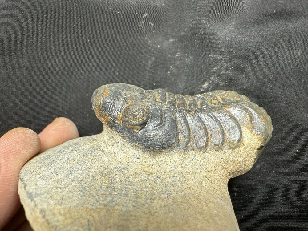 Bargin Reedops trilobite fossil great starter collection Devonian