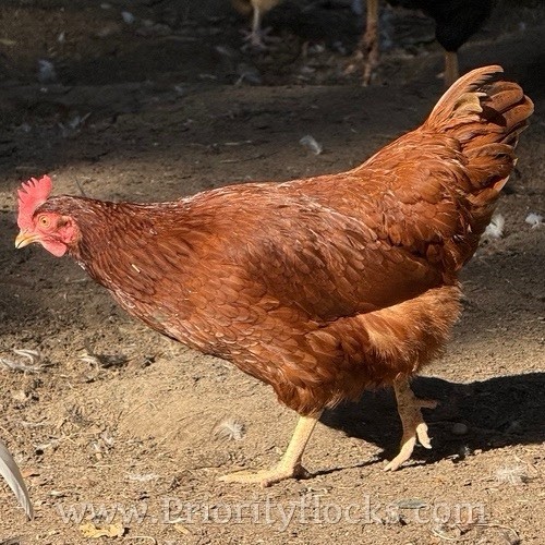 12+ Heritage Rhode Island Red Fertile Hatching Eggs