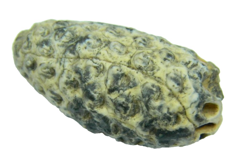 Fossil Seed (PINE) Cone Morocco 1.46 inch - 13.97 grams