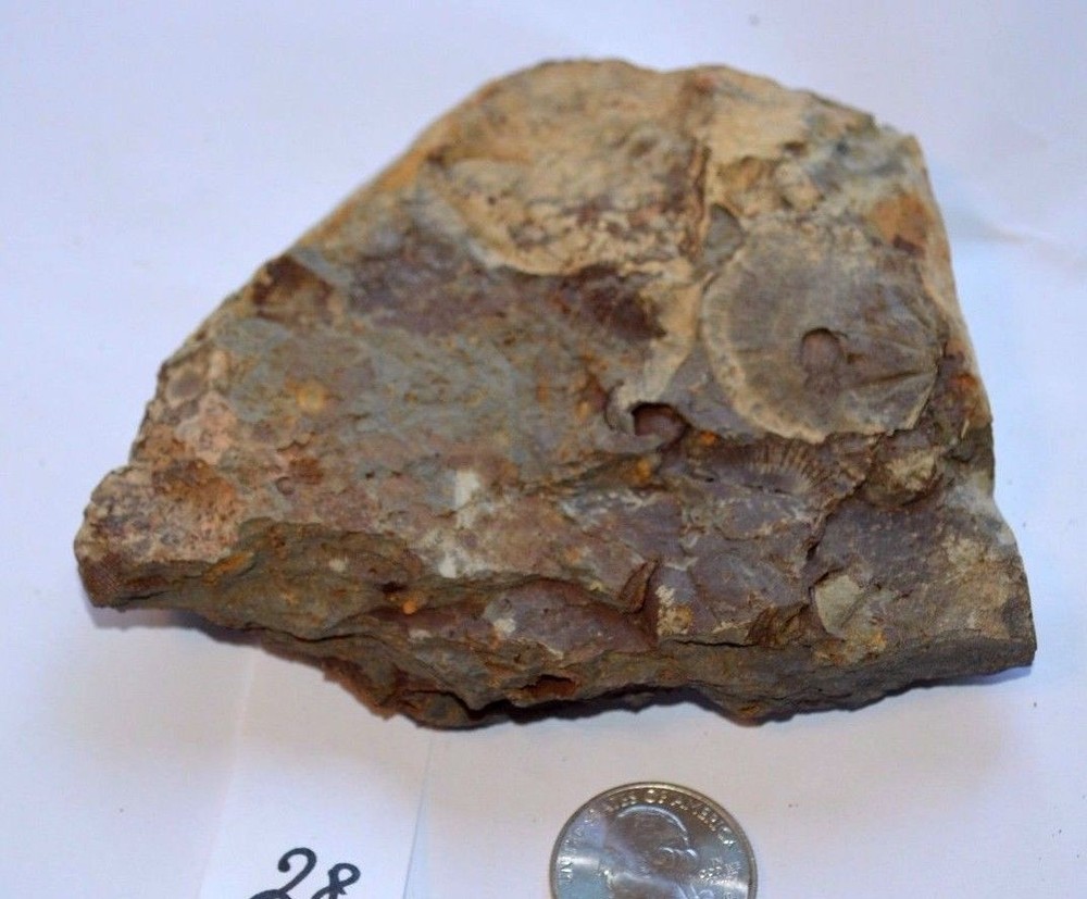 FOSSIL WITH BRACHIOPODS PRINTS ( 28 , 22F)