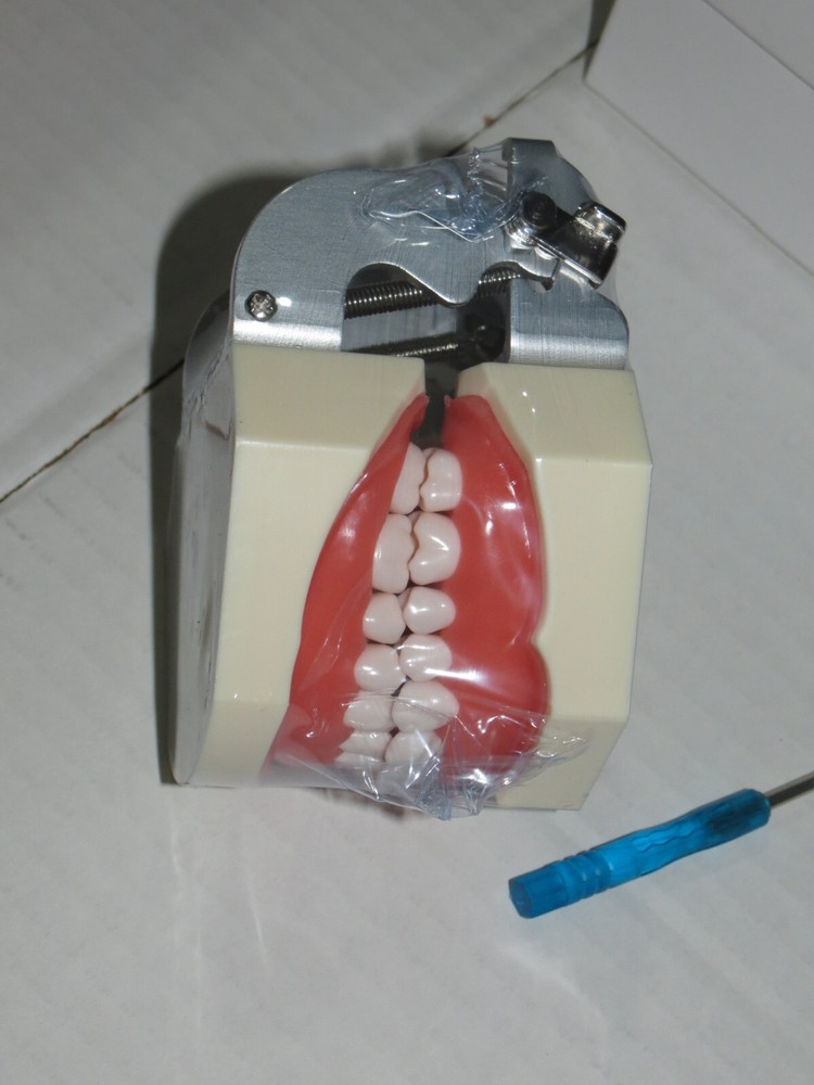 sh4 Tooth Preparation model soft gums Dental restorations practice 28 teeth