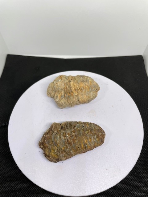 Trilobite Fossils - Crystals