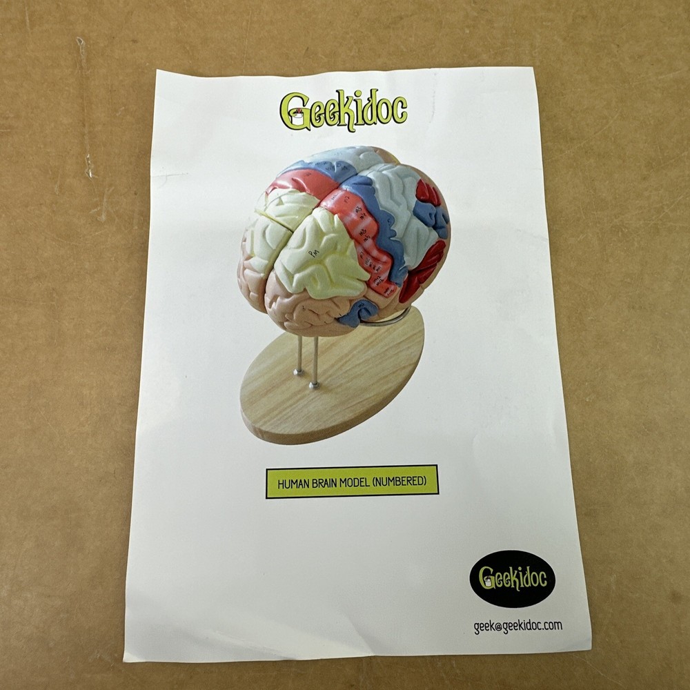 Human Brain Model with Laser-Engraved Numbers and Labeling | Includes Case/Stand