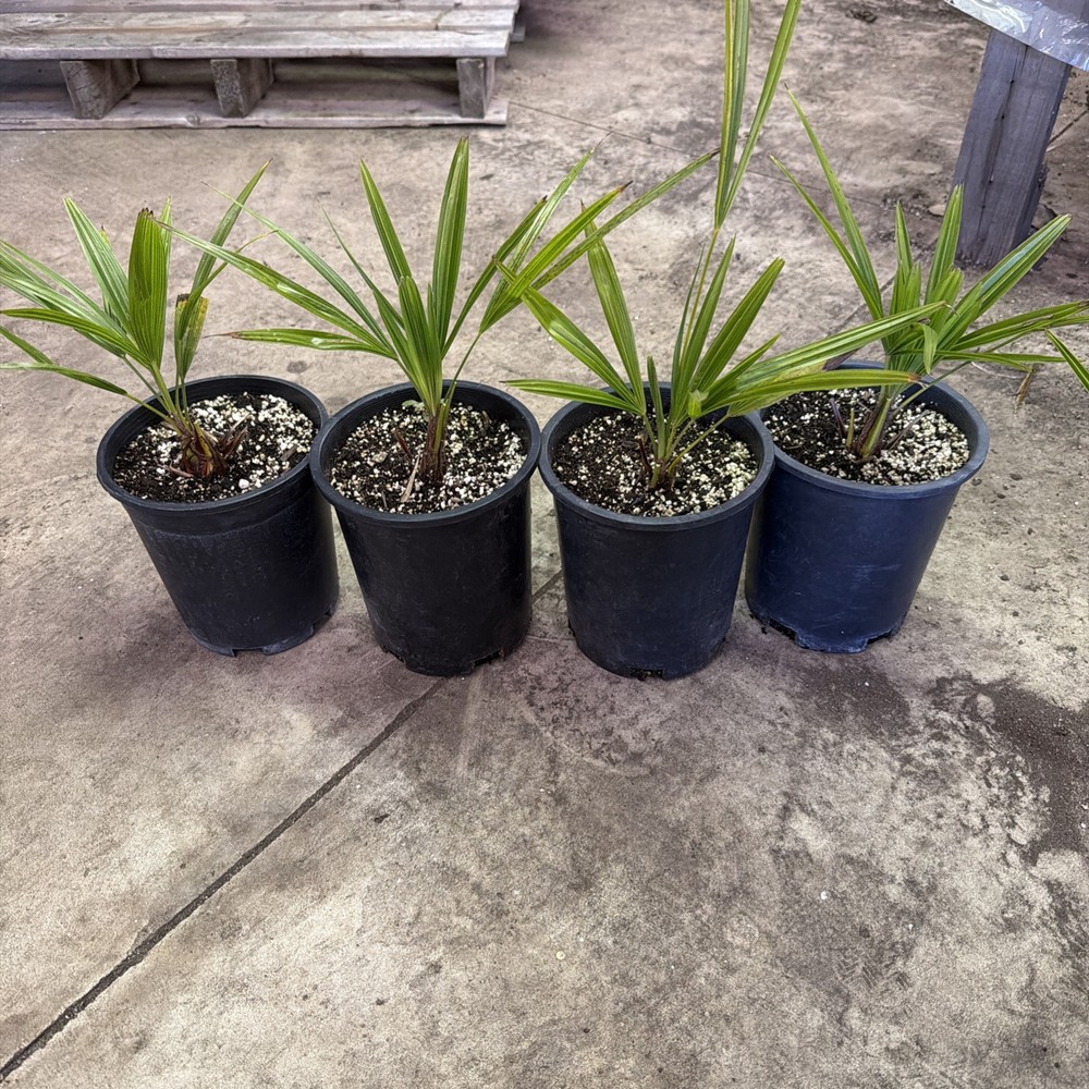 Windmill Palm 1 Gallon Pot 4 Pack