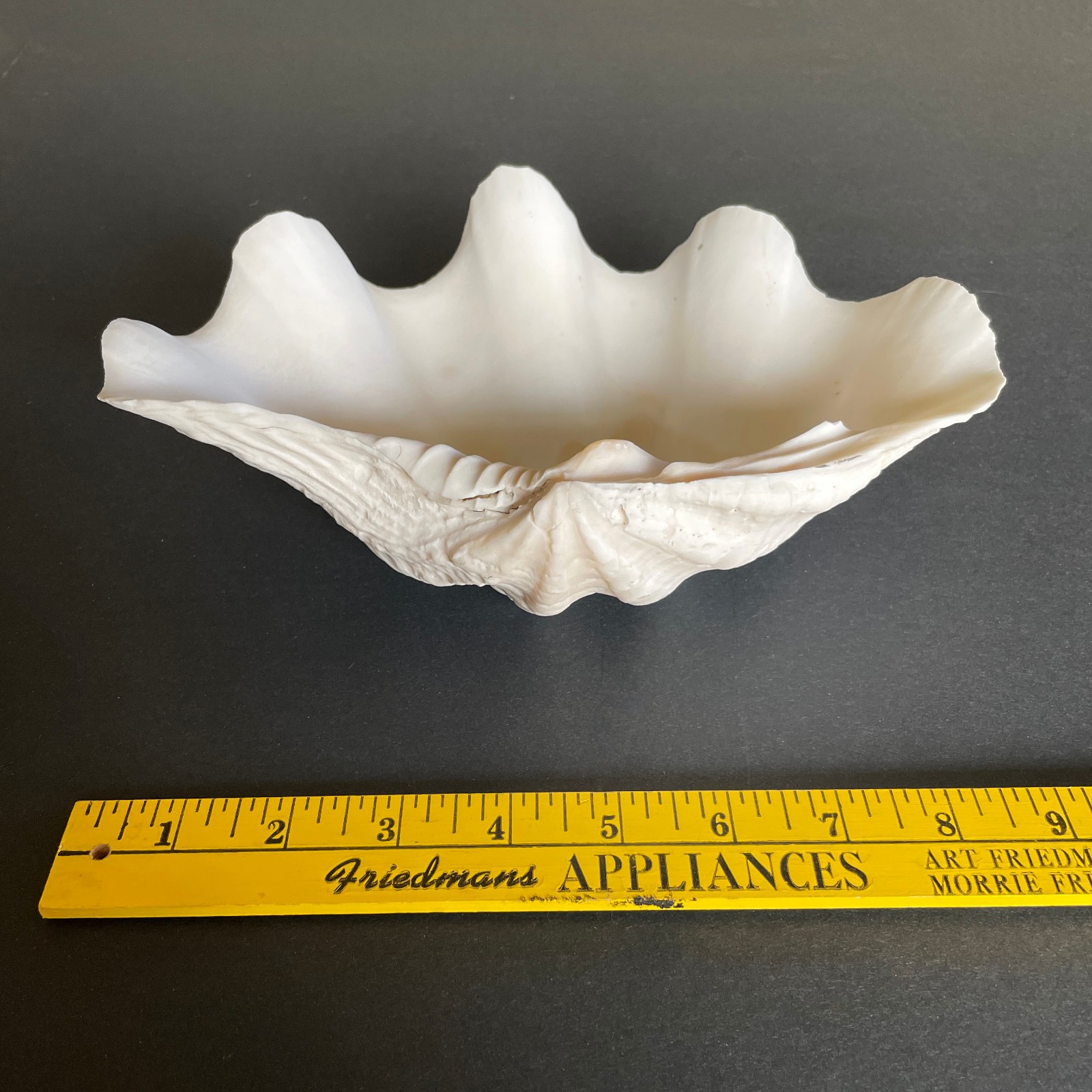 Large Natural Clam Shell • Tridacna • 9 x 6 x 3.75 inches