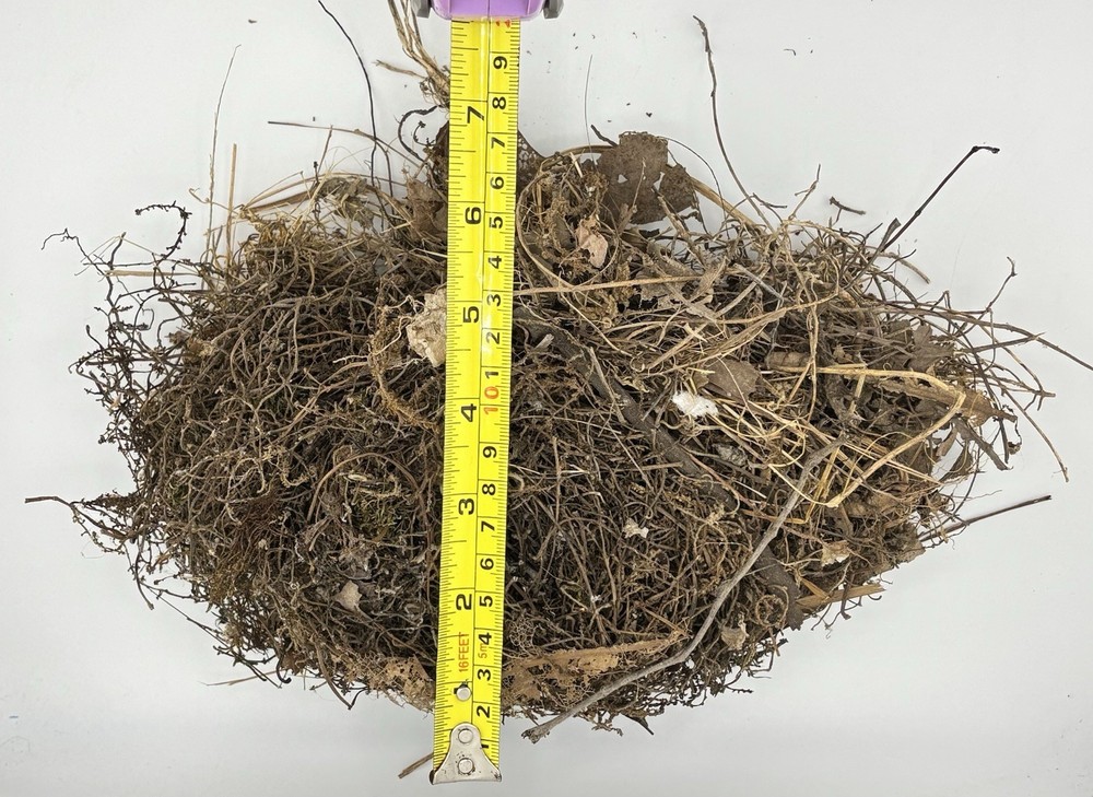 Natural Barn Sparrow Nest Northeast Oklahoma