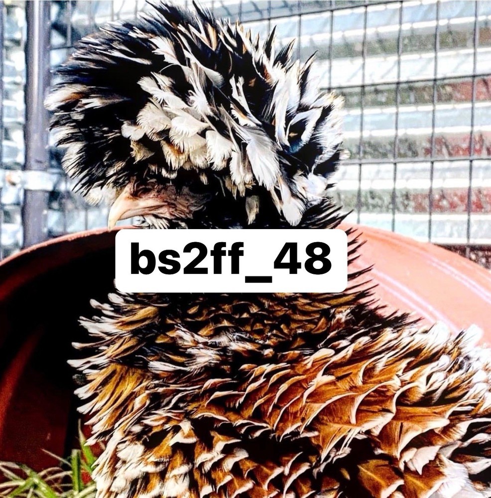 24 Pure Breed Hatching Eggs Variety Pack