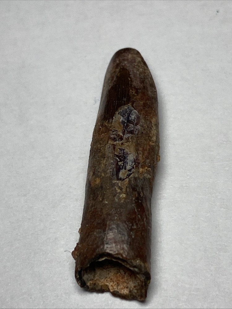 Rebbachisaurus Tooth Rooted