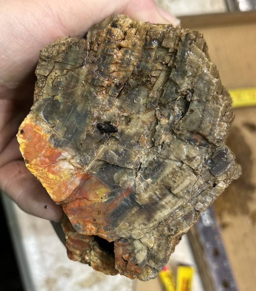 Colorful petrified wood