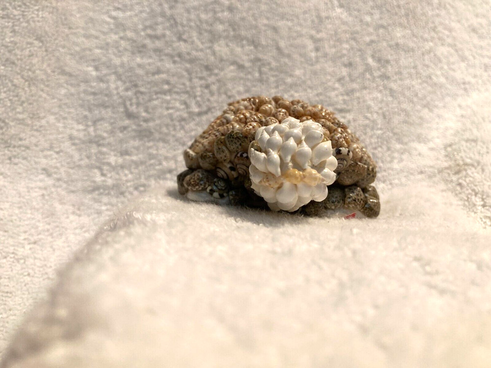 Shells Turtle Figurine 1 1/2" T x 4" x 2 3/4"