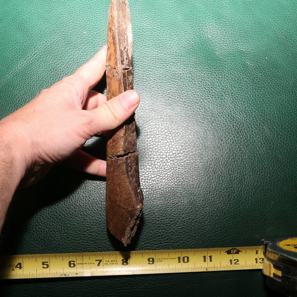 Nice Dinosaur Rib Section - Authentic - from the Hell Creek Formation Specimen