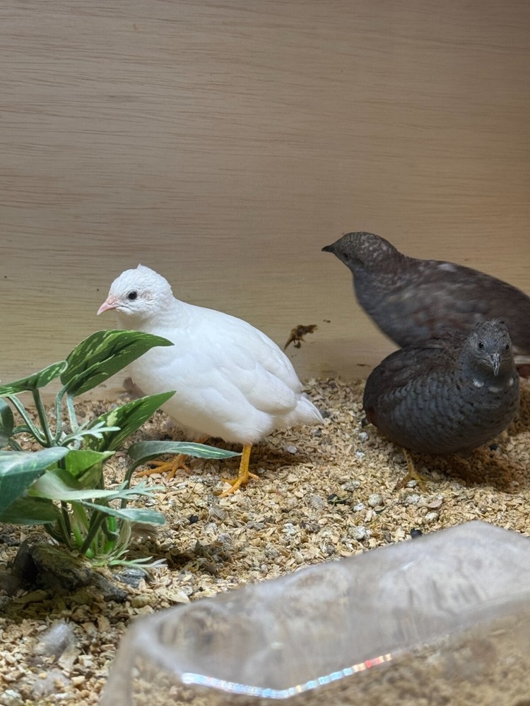 60 Button Quail Hatching Eggs Multiple Colors. Ships out after next week 12/12