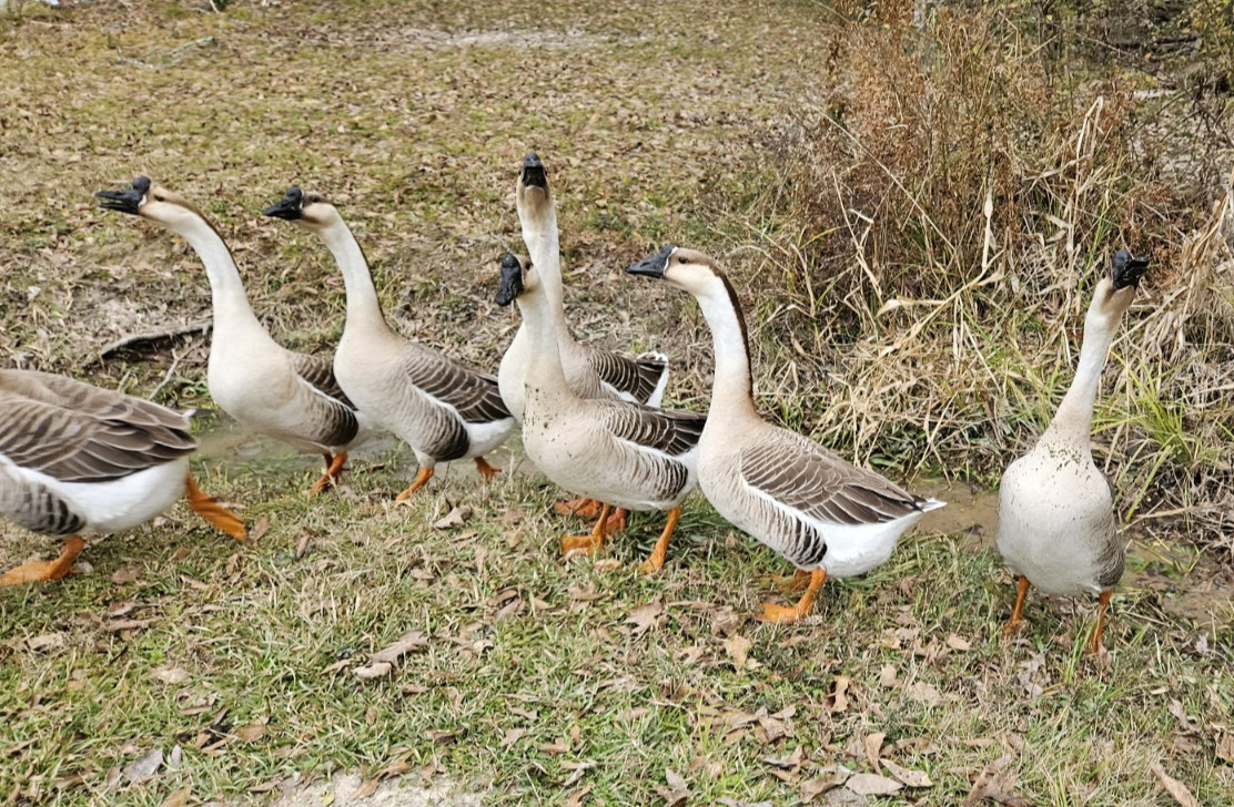 3 + African Goose Hatching Eggs Fertile Louisiana Farm Fresh MULTIPLES AVAILABLE