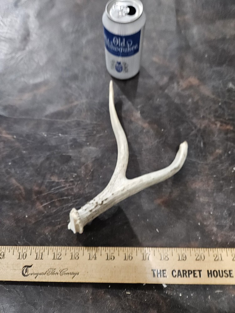 Wild 2 Point Deer Antler Cutoff Horn Rack Decor Man Cave Decor Fork