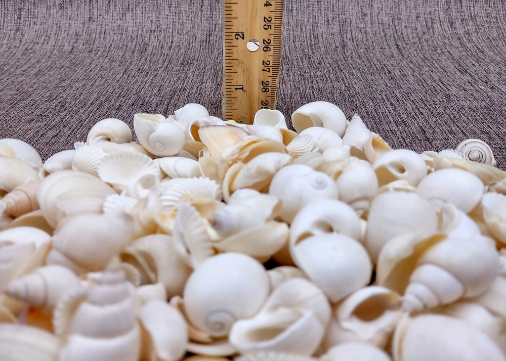 Small White Assorted Seashell Mix (approx. 1 kilogram shells 0.50+ inches)