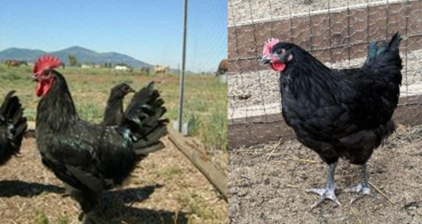 12 Black Australorp Hatching Eggs