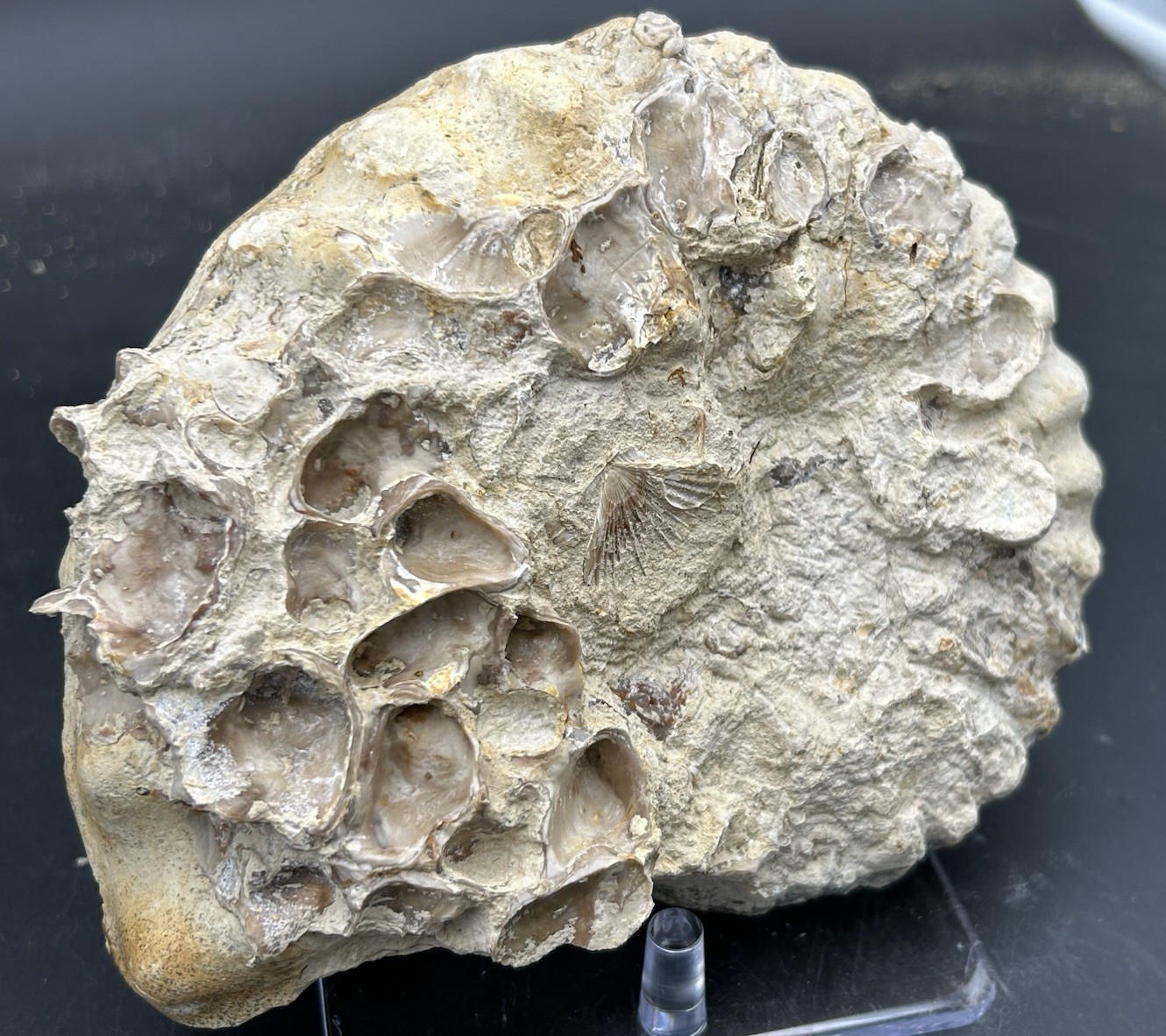 SUPERB 7.5” Cretaceous Mortoniceras Sp.Texas Fossil Ammonite!CRAZY Oyster Party!