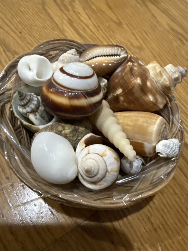 Small Basket With Shells 🐚 14 Basket Beach Decor Tropical Shells