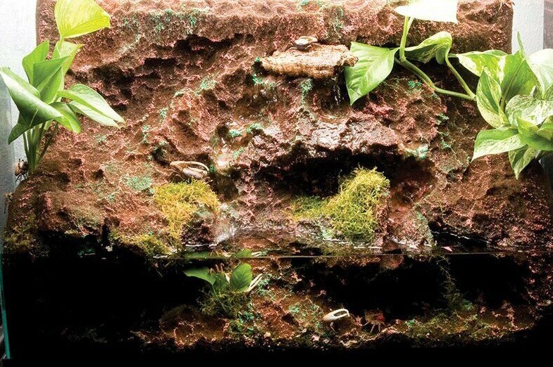 T-Rex Reptile Terrarrium Decor - Rainforest Rapids