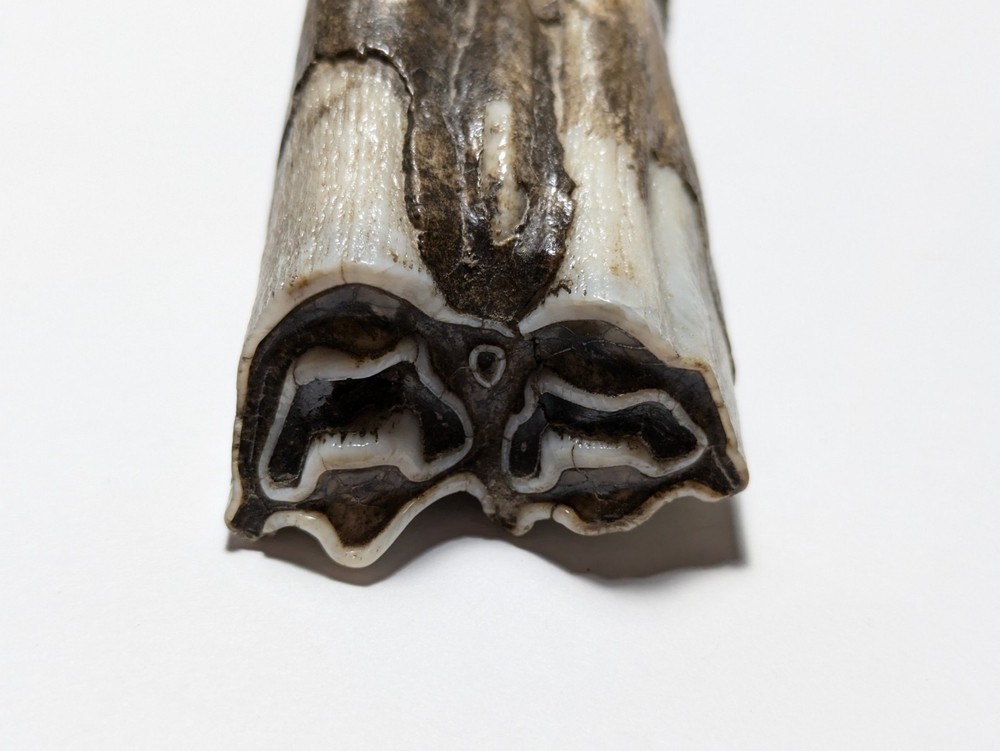 Cow Tooth