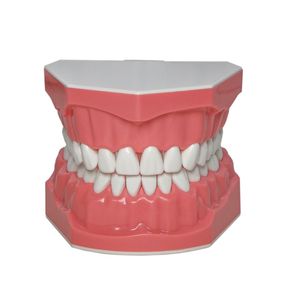 US Dental Typodont Demo Teeth Model1:1 Brushing Flossing Teaching Practice Study