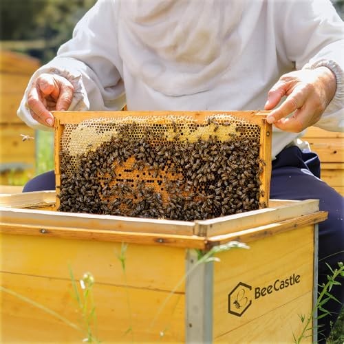 20 Pack Beehive Frames and Waxed Foundations for Deep Brood Bee Hives 20-Pack
