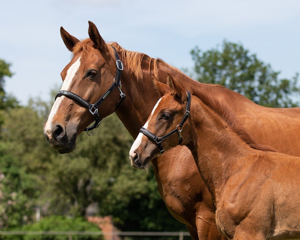 QHP Lupine Leather Foal Halter - Black