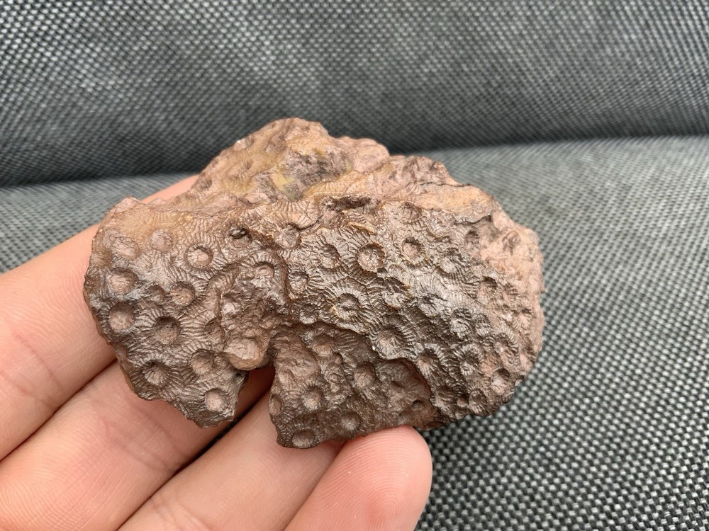 Fossil Coral Head, Unidentified sp, Morocco.