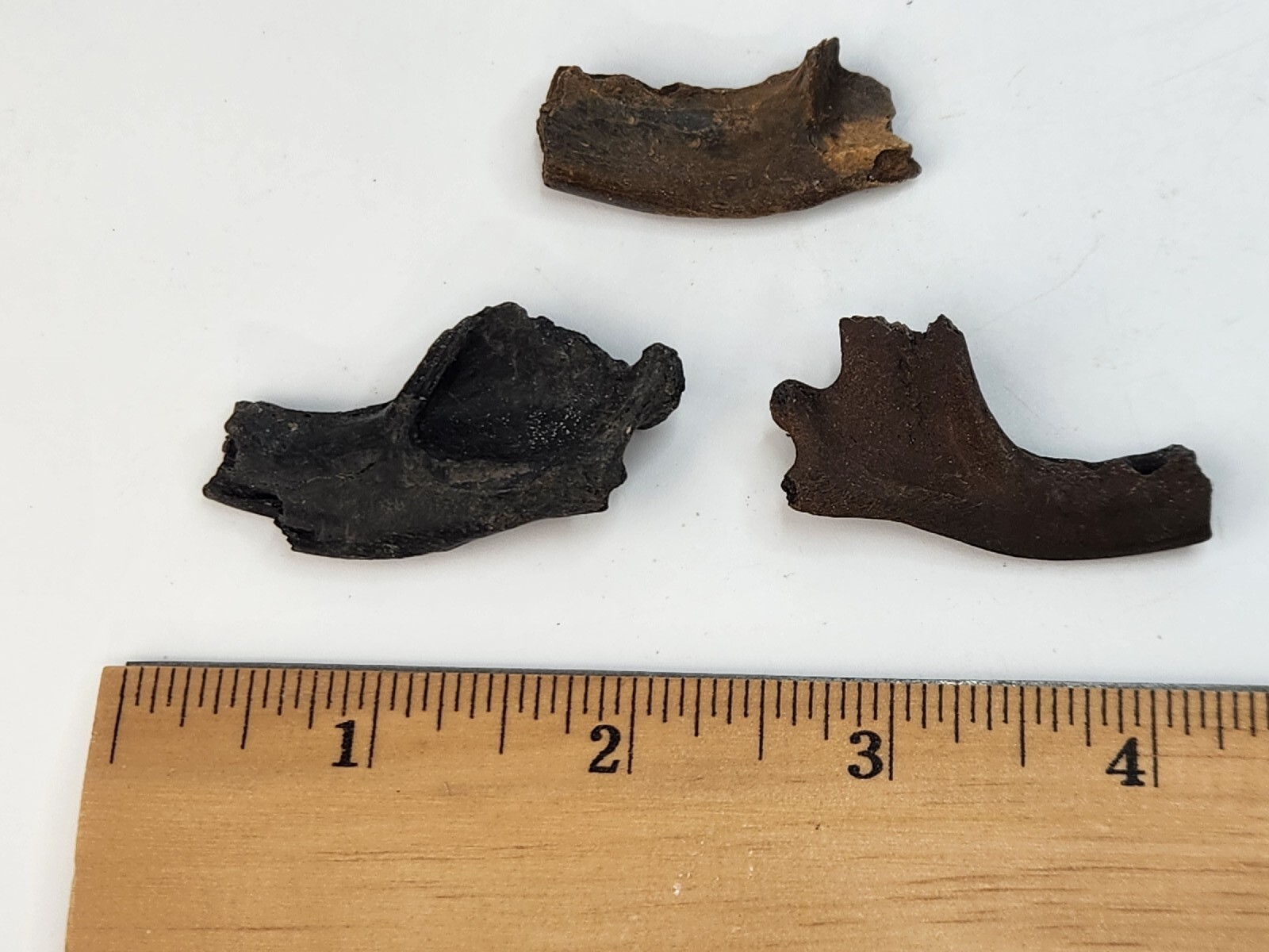 Mammal Jaw Fossil - Florida - Pleistocene Ice Age - 1 Per Purchase