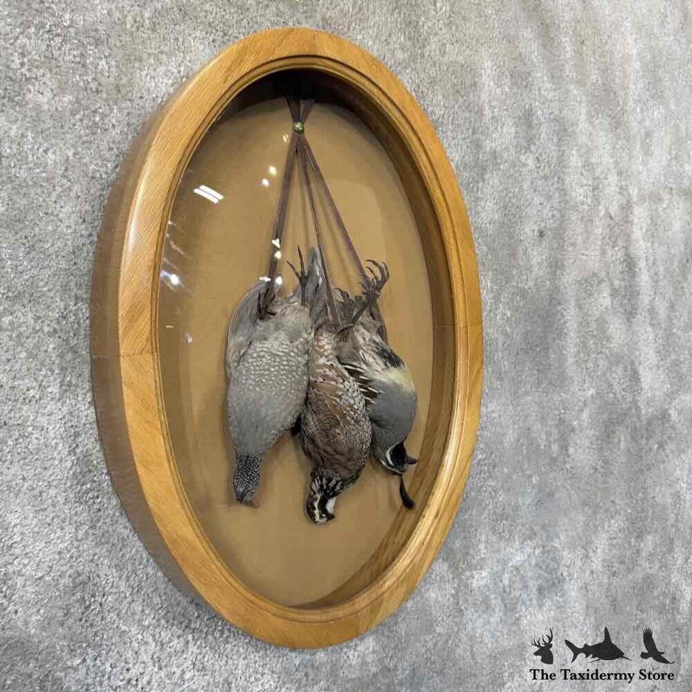 #31598 EL | Triple Quail Taxidermy Display For Sale