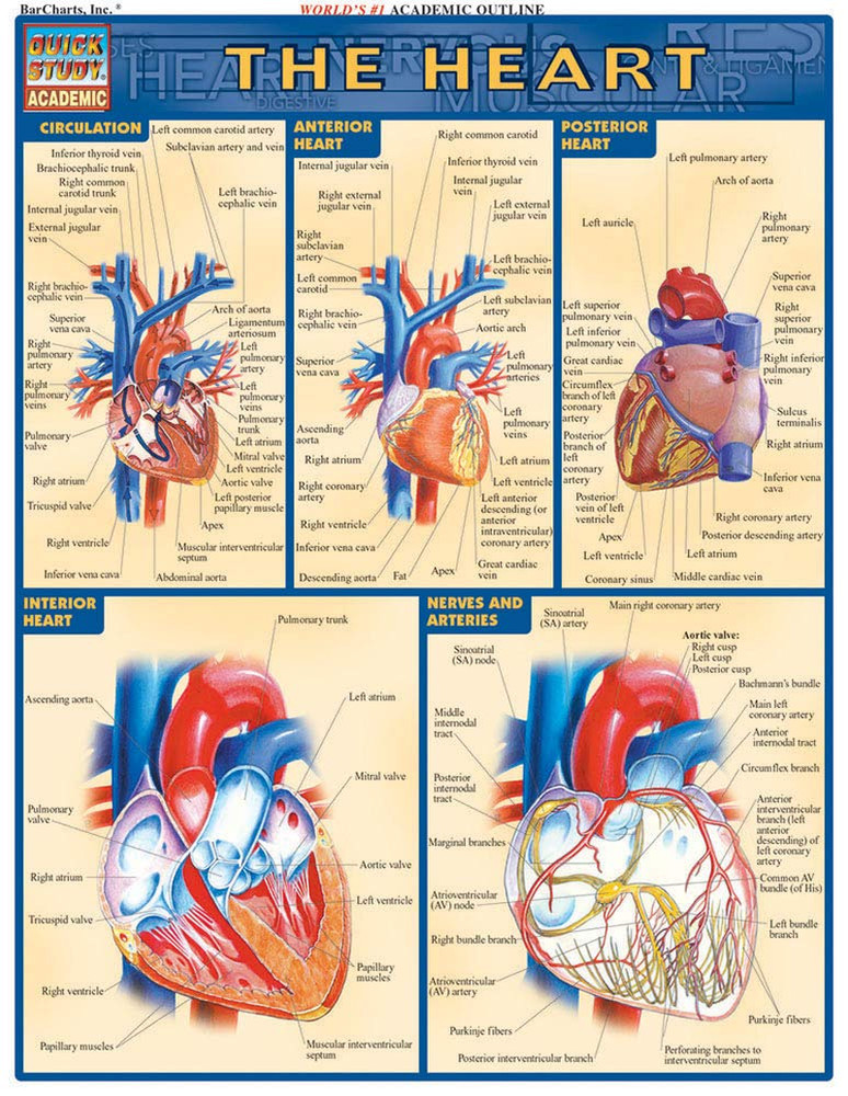Heart Quickstudy Laminated Reference Guide (Quickstudy Academic)