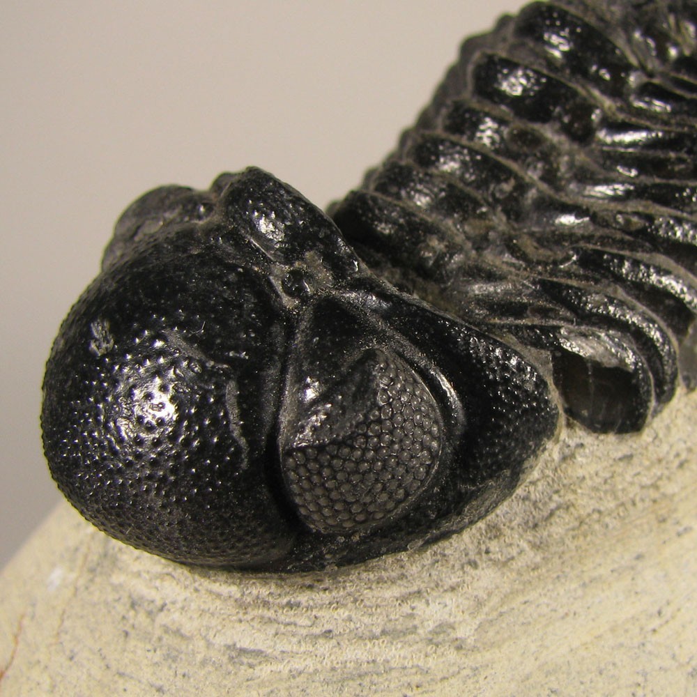 1.9" Phacops TRILOBITE Fossil on Matrix - Devonian Age - Morocco