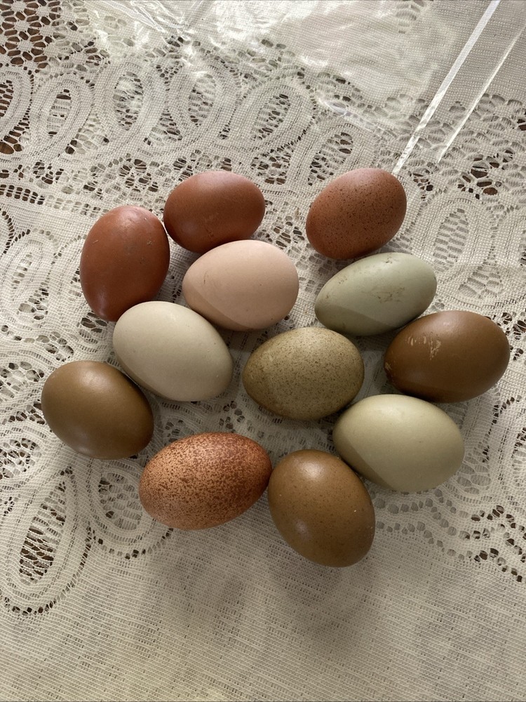 Hatching Eggs ￼