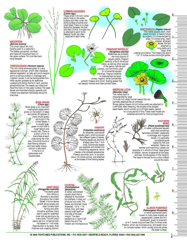 Freshwater Aquatic Plant Identification Chart #12 Waterproof Guide