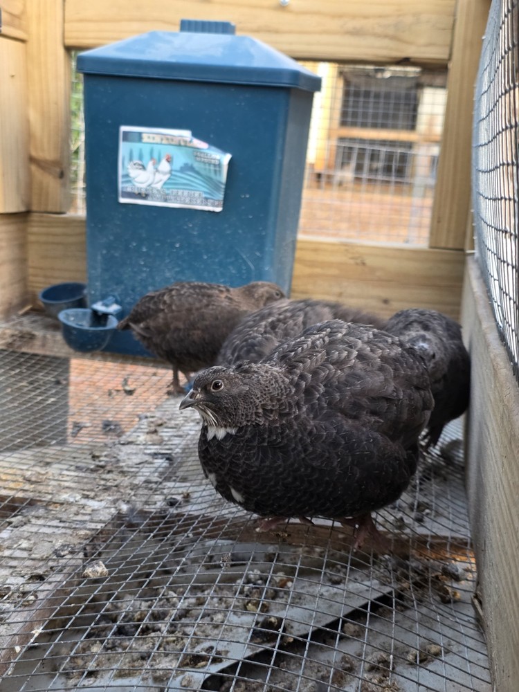 24 Jumbo Black Coturnix Quail Hatching Eggs