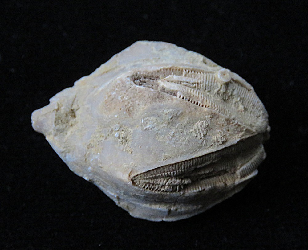 Blastoid Echioderm Fossil- 1"-Pyriformis pentremites- Merrill, Kentucky