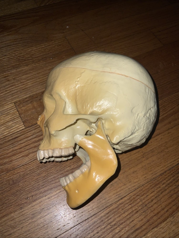 Realistic Human Skull Replica With Hinged Movable Jaw