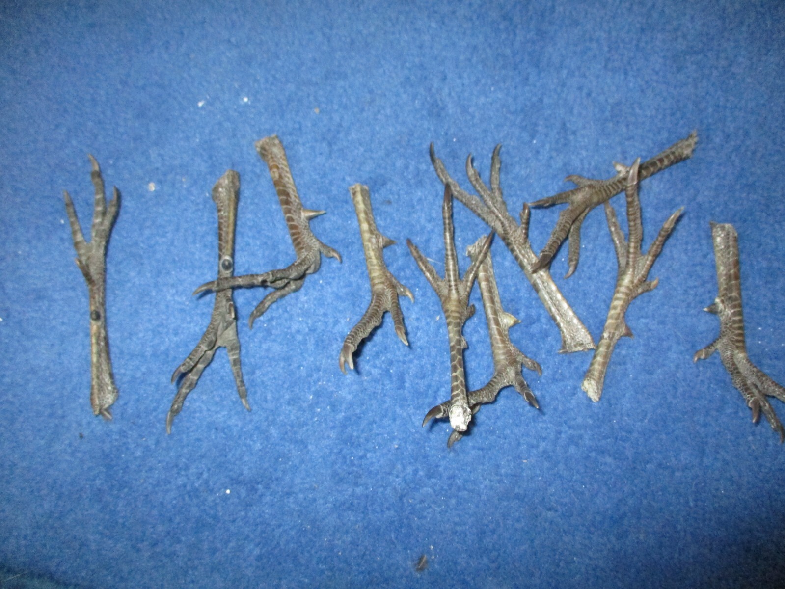 10 Real WILD pheasant FEET most spread animal SPUR art craft mount bird