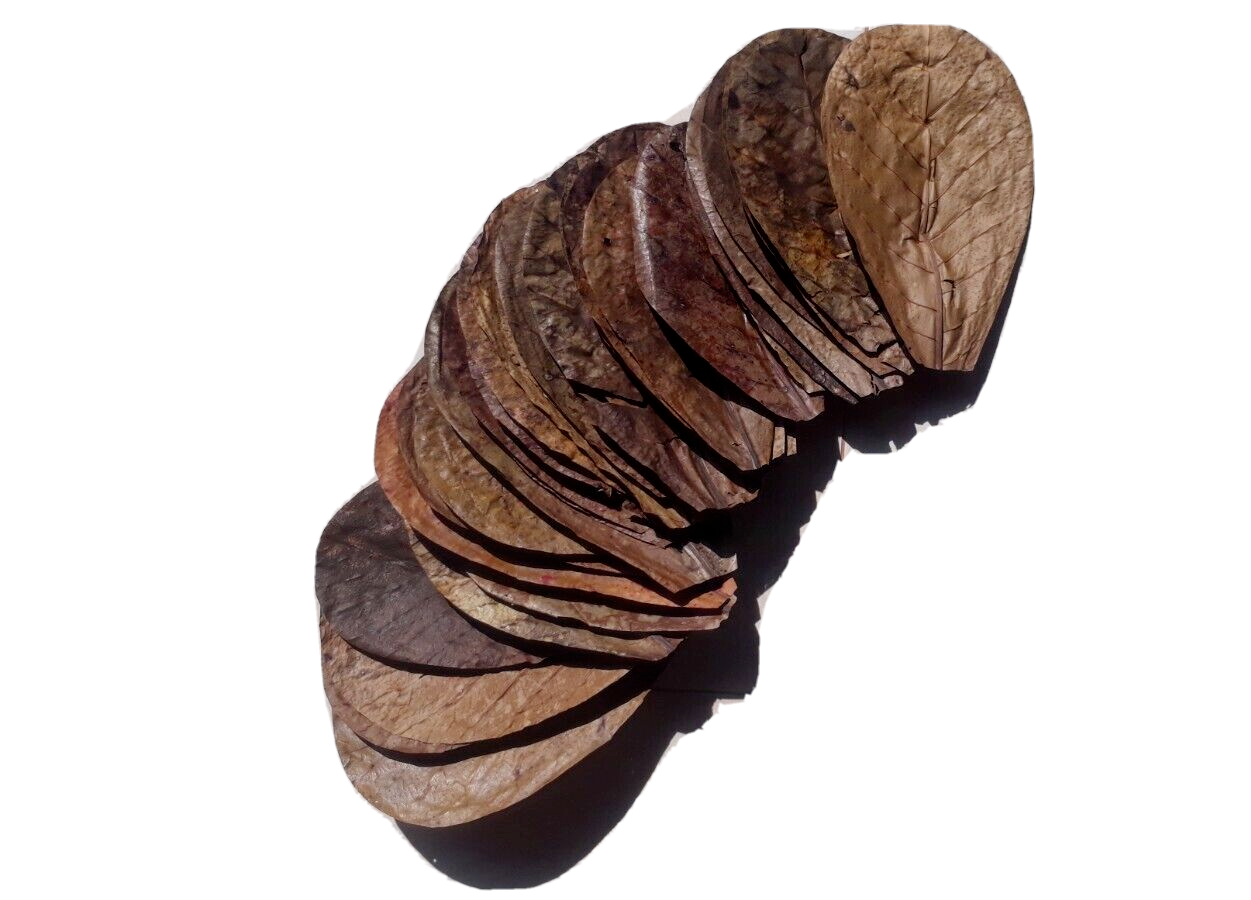 100Pc almond leaves 5'' catappa indian ketapang leaf Shrimp betta fish aquarium