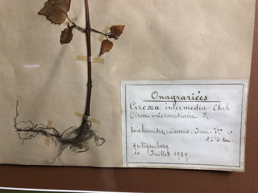 1929 Pressed Botanical Specimen Intermediate Circée R.