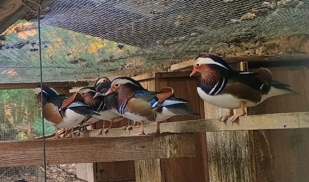 1 Regular SPLIT TO WHITE SINGLES Exotic Mandarin Duck Hatching Eggs PRESALE