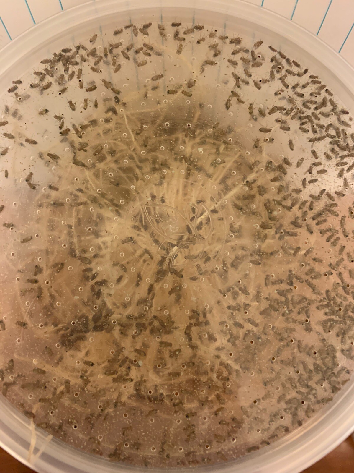 Flightless Fruit Fly Culture (Drosophila Hydei)