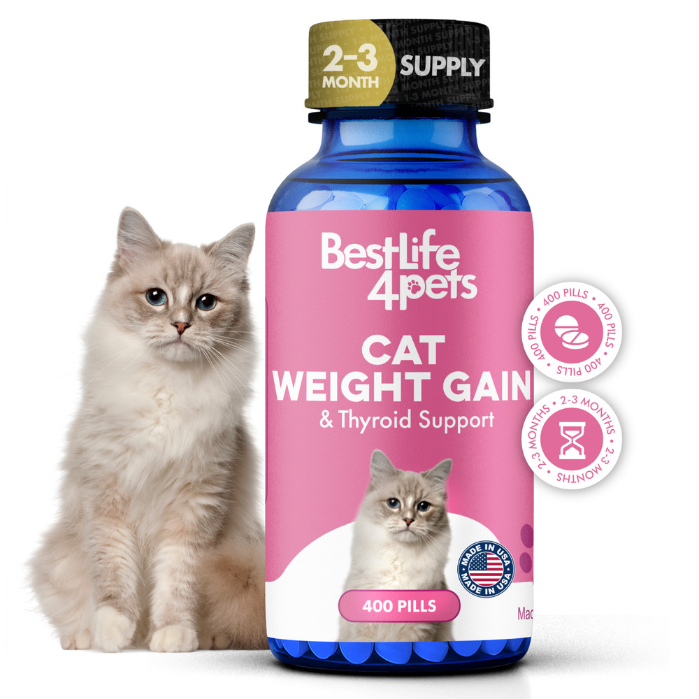 Cat Weight Gain & Hyperthyroidism Treatment
