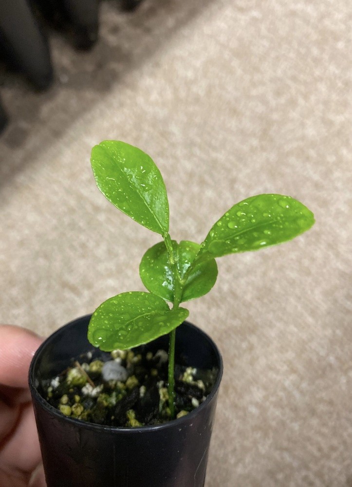 Mandarin Tree - 4-5” Sapling