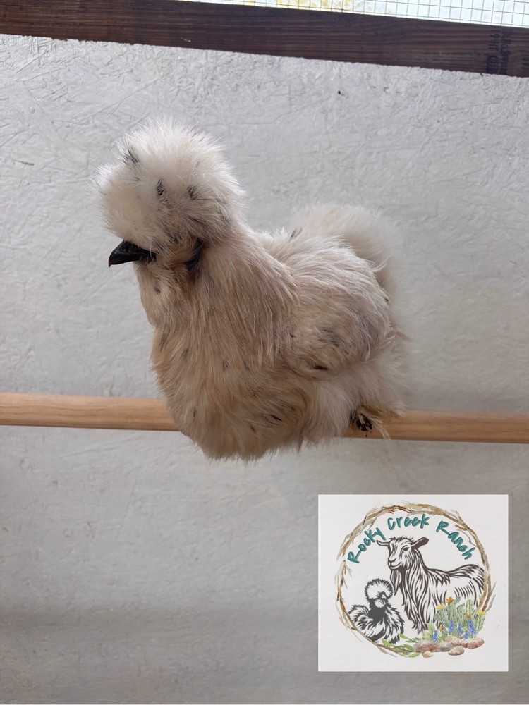 Silkie Hatching Eggs {6+}