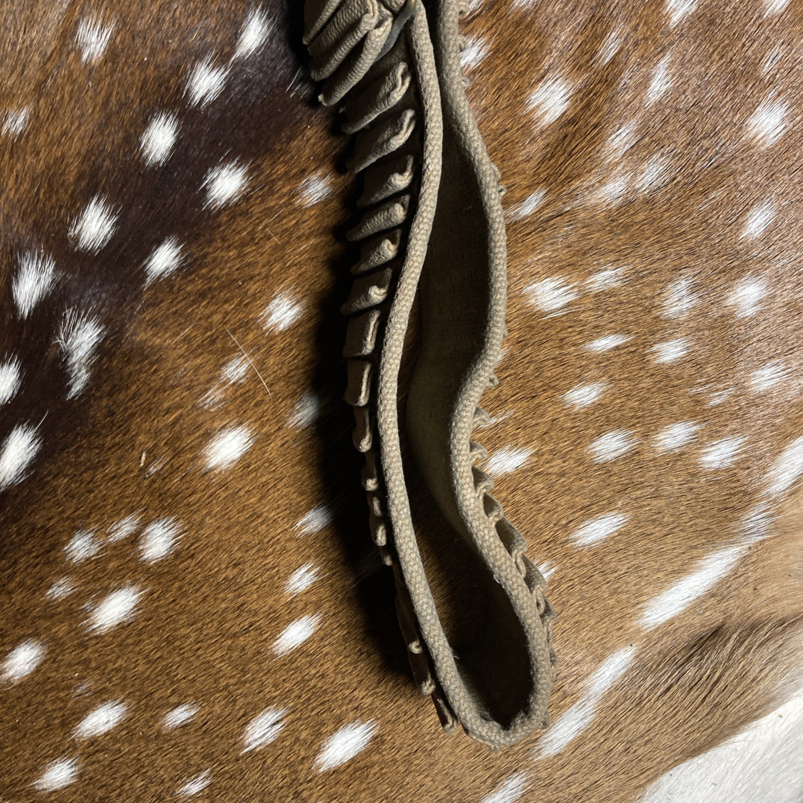 SPANISH AMERICAN WAR U.S. KRAG AMMO CANVAS BELT 45 SLOTS 30-40 Krag ?