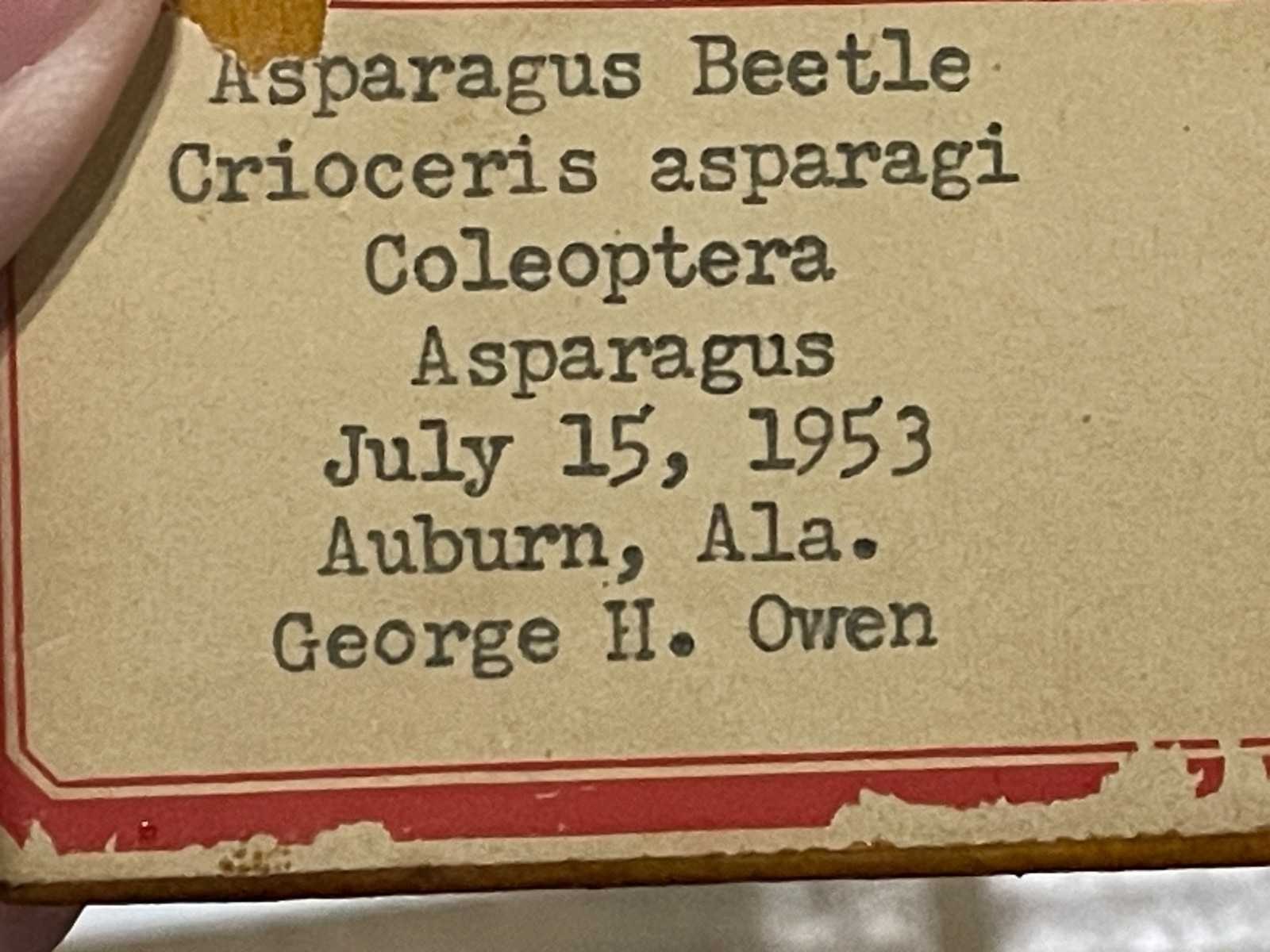 Entomology Slides Microscope Biology Insects With Box 1950's