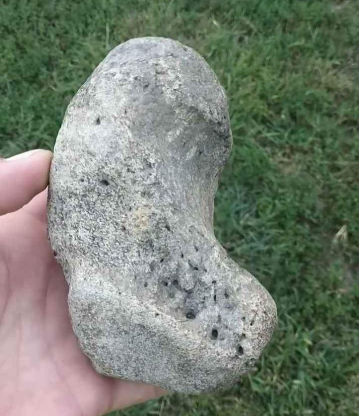 Nebraska Mammoth Toe Bone
